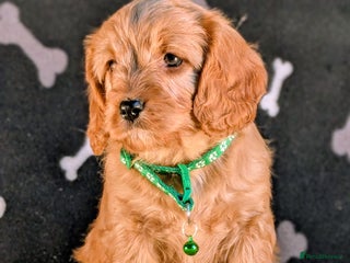 Cavapoo dogs for sale - Advert 1