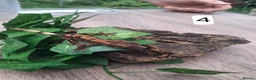 Gecko reptiles for sale: Crested geckos - Advert 8