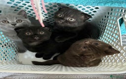 Scottish Fold cats for sale: Stunning Scottish fold and straight kittens - Image 1