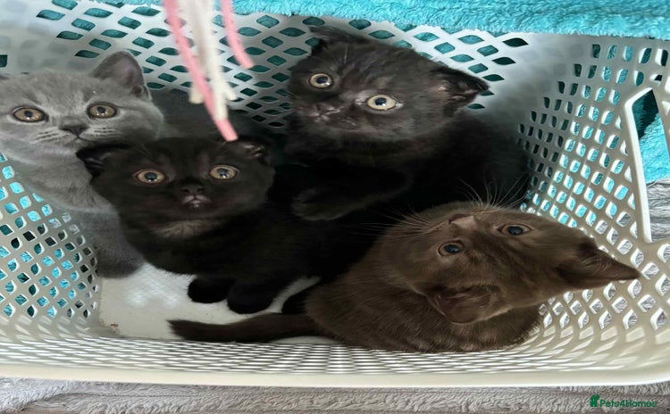 Scottish Fold cats - Advert 1