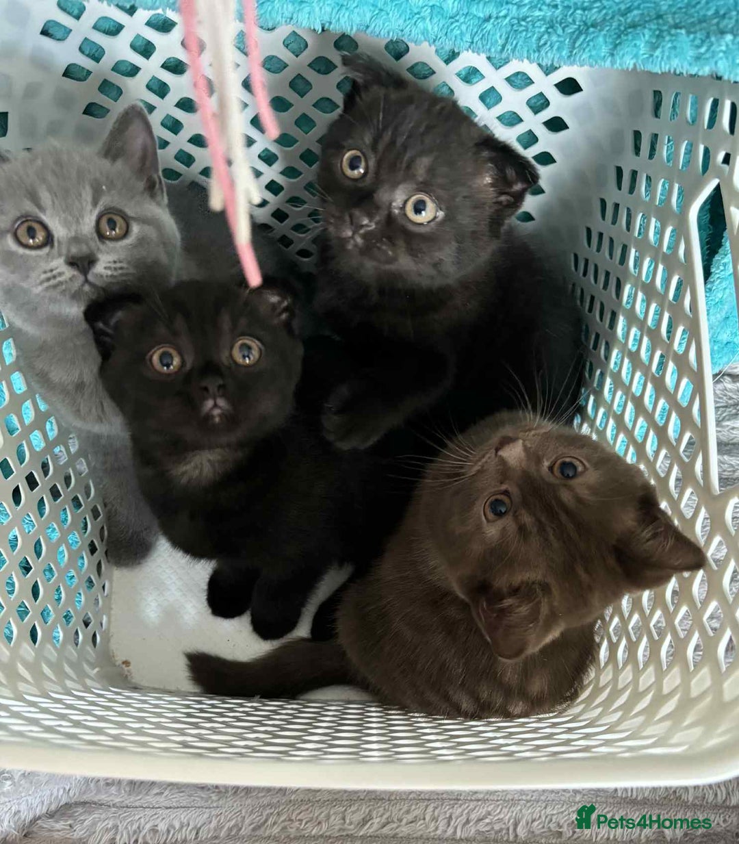 Scottish Fold cats for sale: Stunning Scottish fold and straight kittens - Image 1