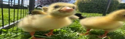 Ducks poultry for sale: Ducklings, goslings and chicks  - Advert 7