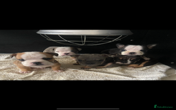 English Bulldog dogs for sale: KC registered English Bulldog Puppies  - Image 33