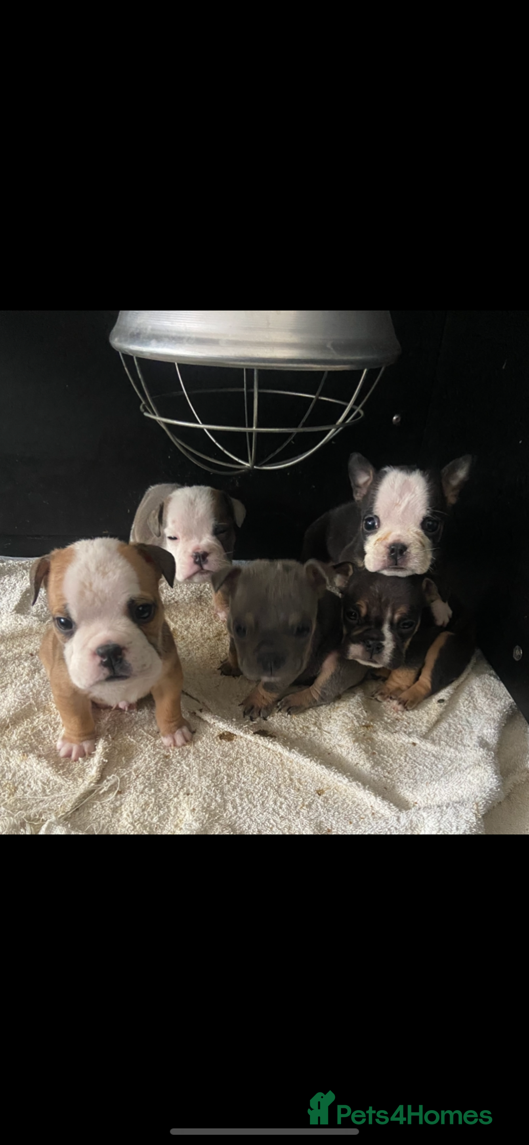 English Bulldog dogs for sale: KC registered English Bulldog Puppies  - Image 33