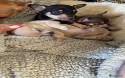 Chihuahua dogs for sale: Chihuahua Puppies For Sale! - Image 5