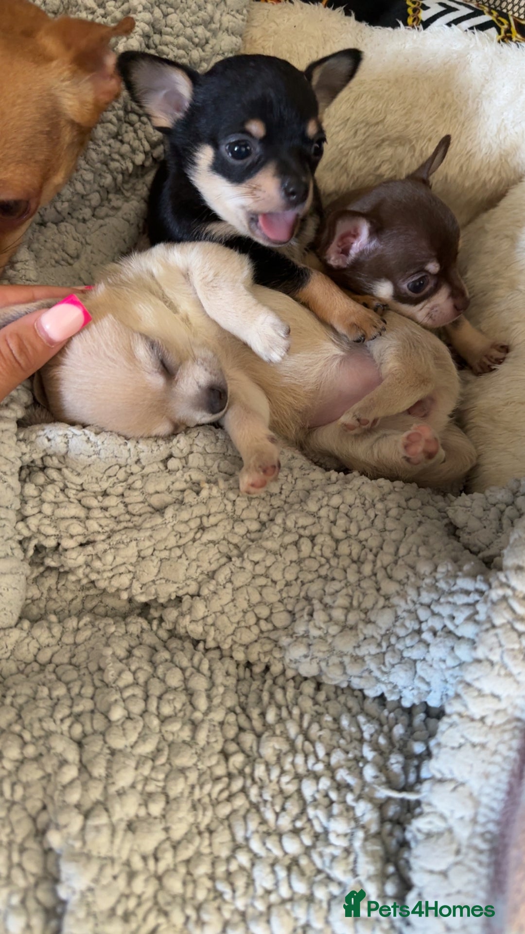 Chihuahua dogs for sale: Chihuahua Puppies For Sale! - Image 5