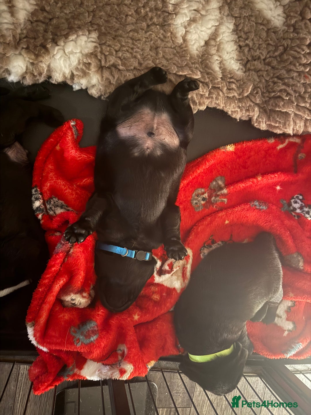 Labrador Retriever dogs for sale: Kc registered Labrador 2 puppies left ! ⭐️⭐️⭐️⭐️ - Advert 24