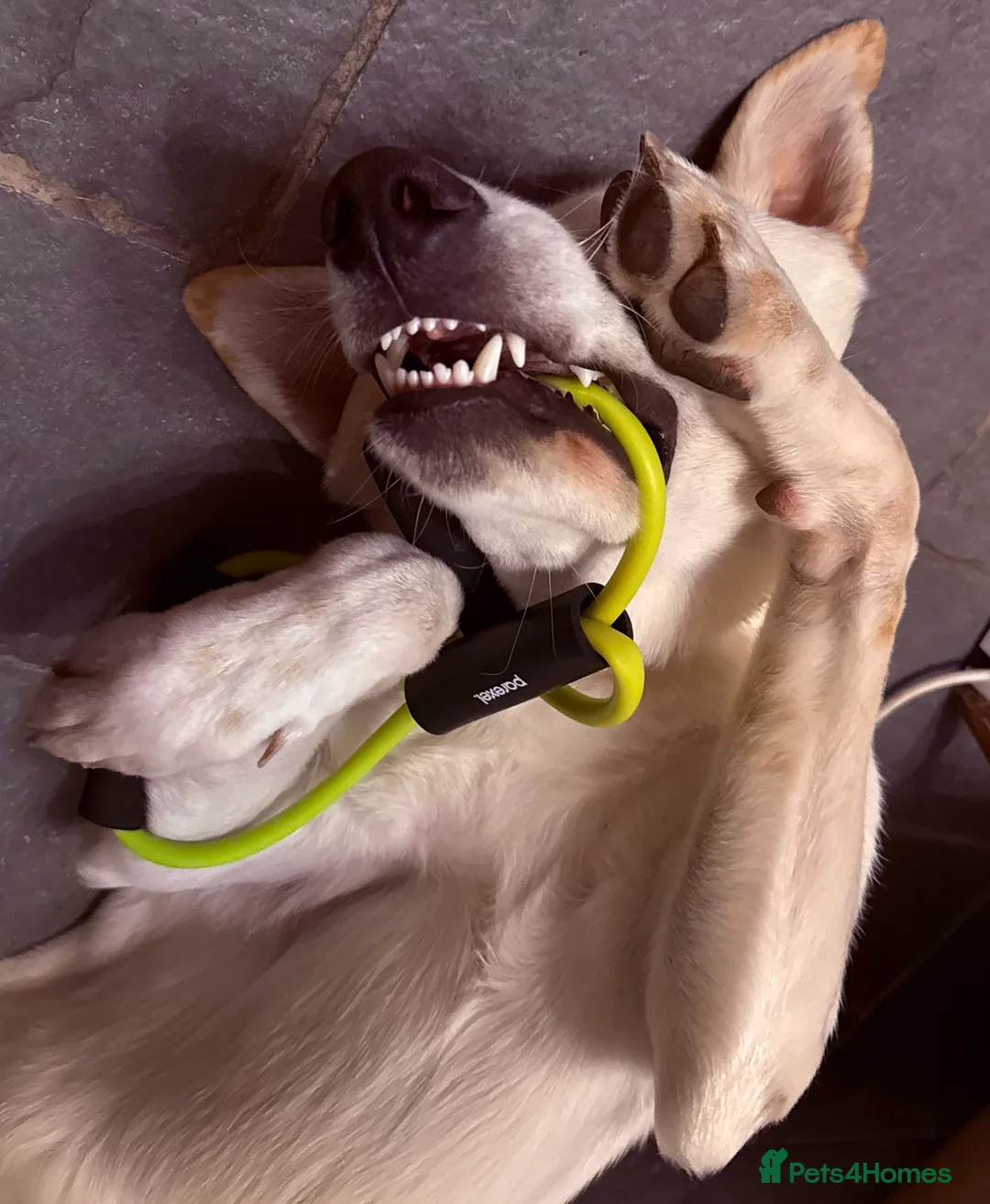 Mixed Breed dogs for adoption: Handsome Vinnie 9 months old in Wimborne - Advert 2