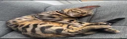 Bengal cats for sale: Bengal boy  in Preston - Advert 7