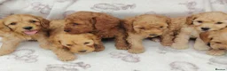 Cockapoo dogs for sale: Miniature cockapoo puppies  - Advert 3