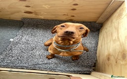 Hungarian Vizsla dogs for sale: KC registered hungarian vizsla puppies - Image 10
