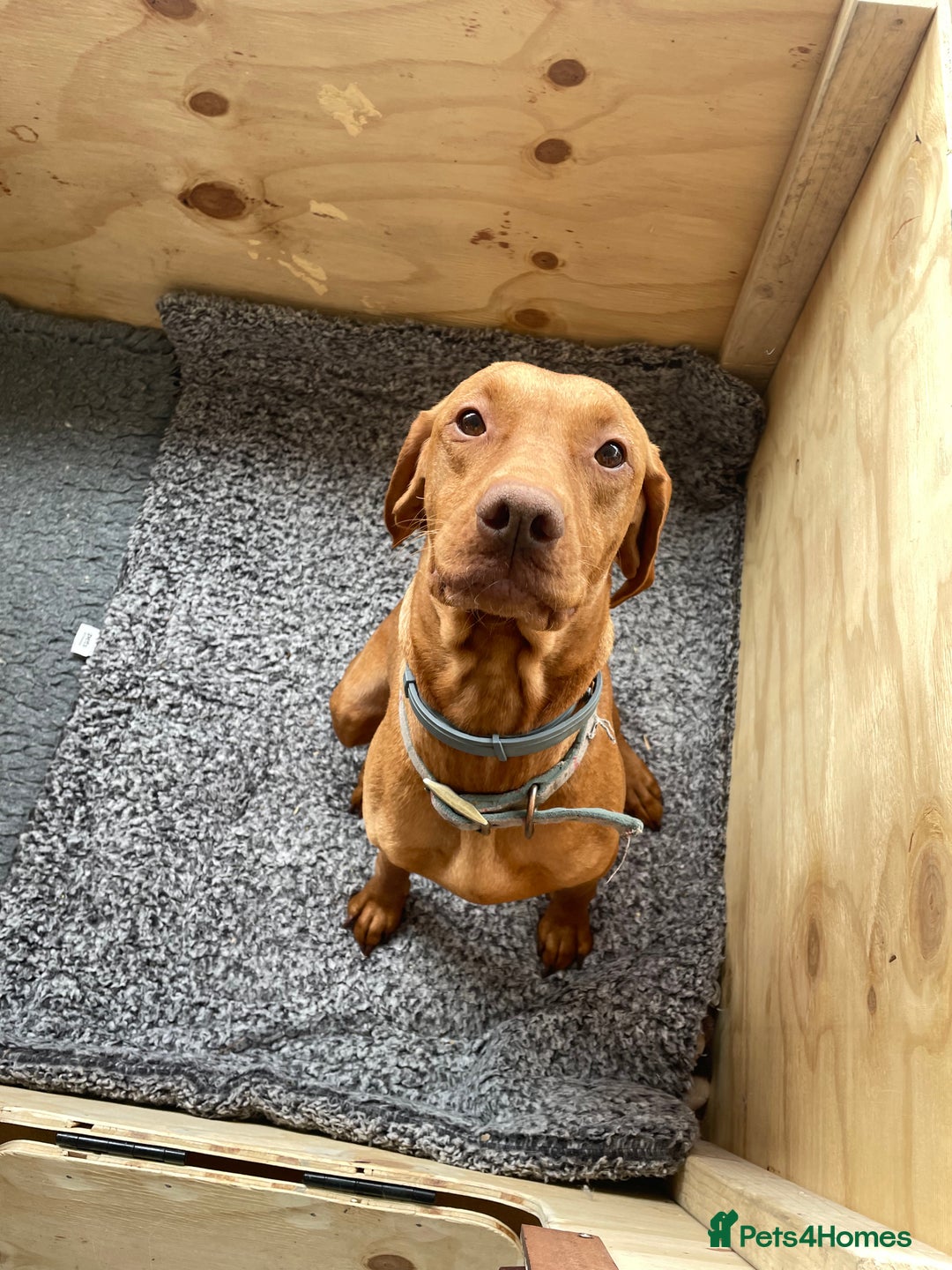 Hungarian Vizsla dogs for sale: KC registered hungarian vizsla puppies - Image 10