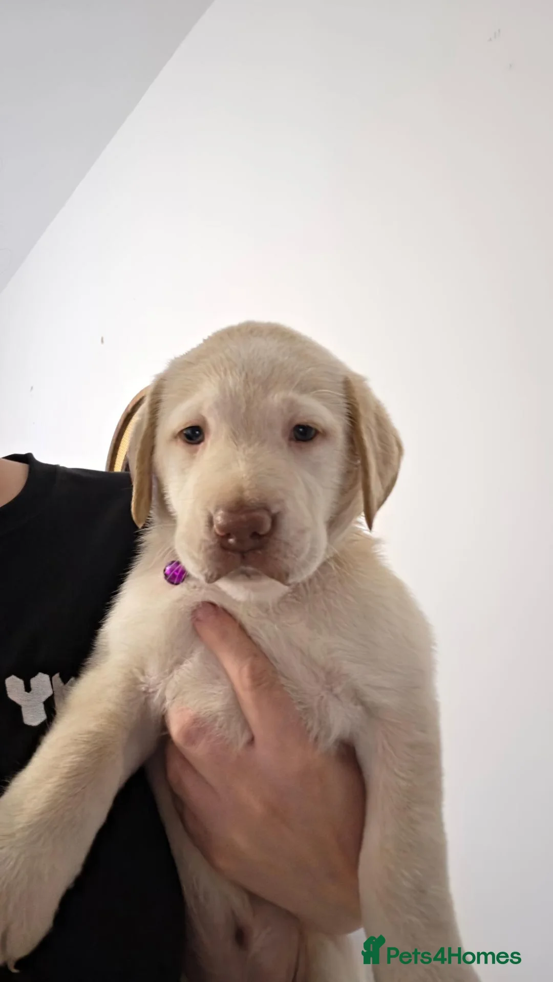 Labrador Retriever dogs for sale: 2 gorgeous labrador puppies  - Advert 13
