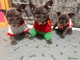 French Bulldog dogs 5 female French Bulldog –9 weeks old💙 🐾 - Advert 18