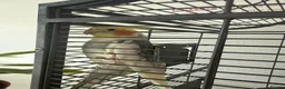 Cockatiels birds for sale: 2 beautiful family cockatiels for sale - Advert 4
