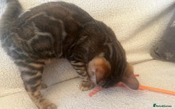 Bengal cats for sale: OUTSTANDING TICA reg BENGAL KITTENS - Advert 16
