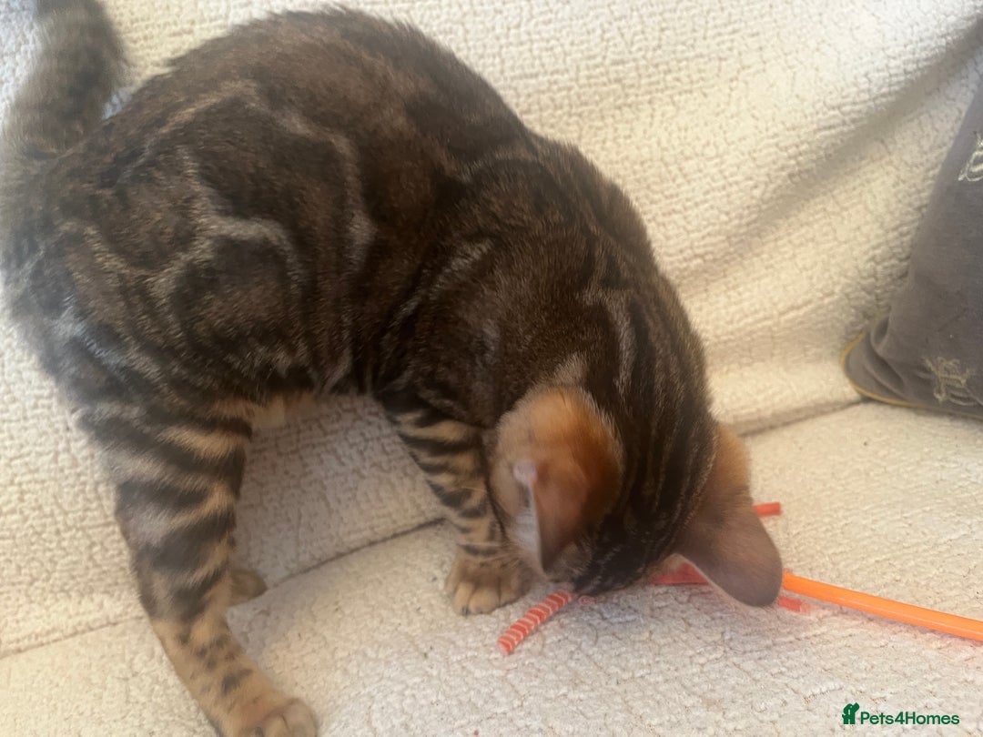 Bengal cats for sale: OUTSTANDING TICA reg BENGAL KITTENS - Advert 16