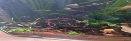Shrimps fish for sale: Red neocaridina shrimp - Advert 2