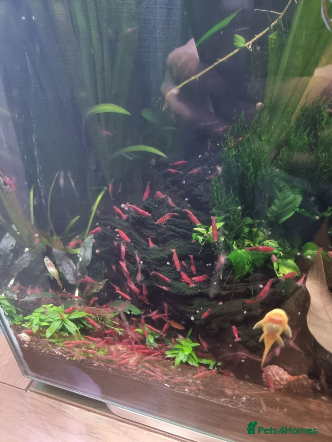 Shrimps fish for sale: Red neocaridina shrimp - Advert 2
