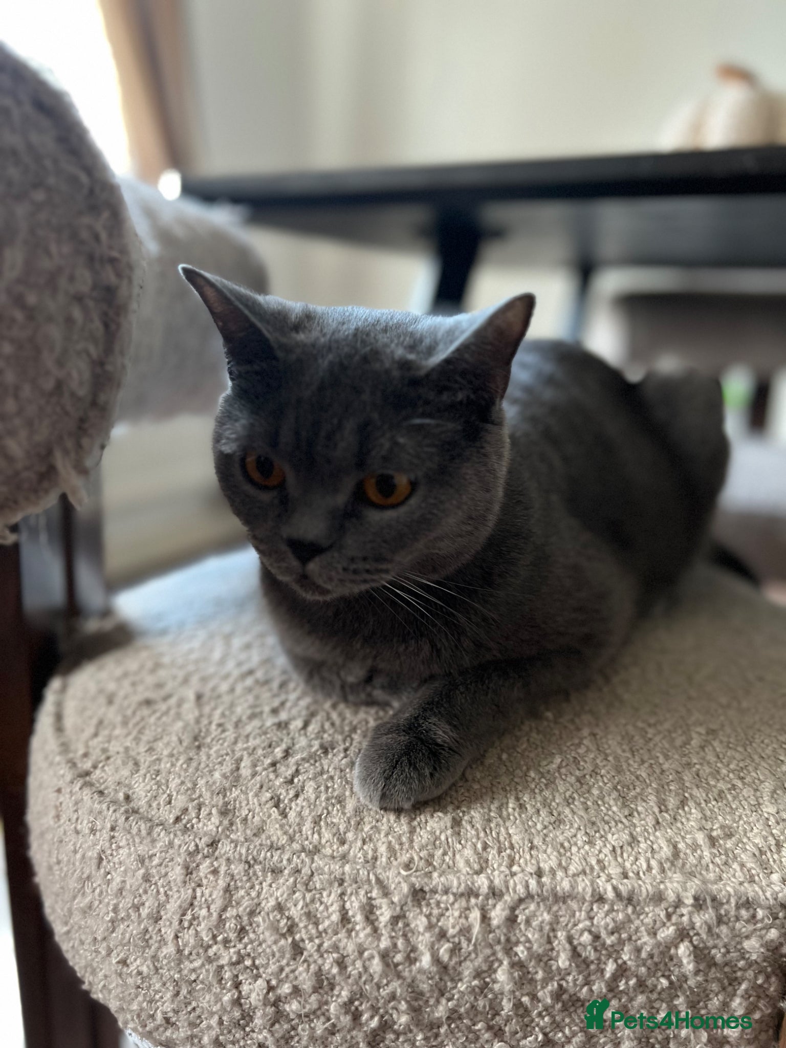 British Shorthair cats Blue British Shorthairs 2 Boys + 2 Girls - Advert 5