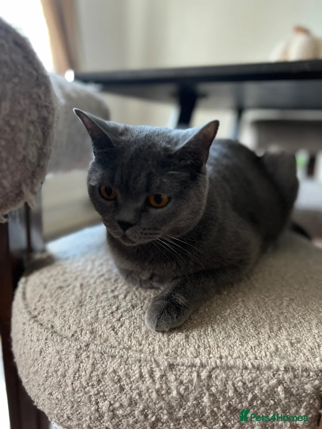 British Shorthair cats for sale: Blue British Shorthairs 2 Boys + 2 Girls - Advert 1