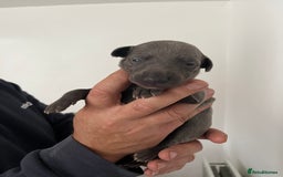Whippet dogs for sale: KC registered Whippet pups - Image 17