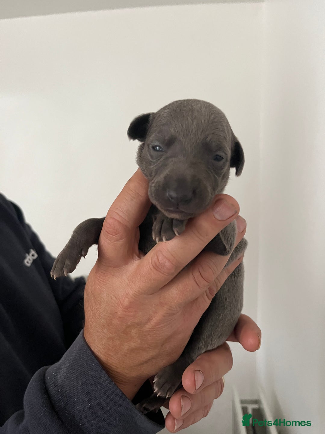 Whippet dogs for sale: KC registered Whippet pups - Image 17