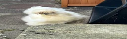 Chickens poultry for sale: Silkie x Silkie Male Chicken for Re-homing in Pevensey - Advert 8