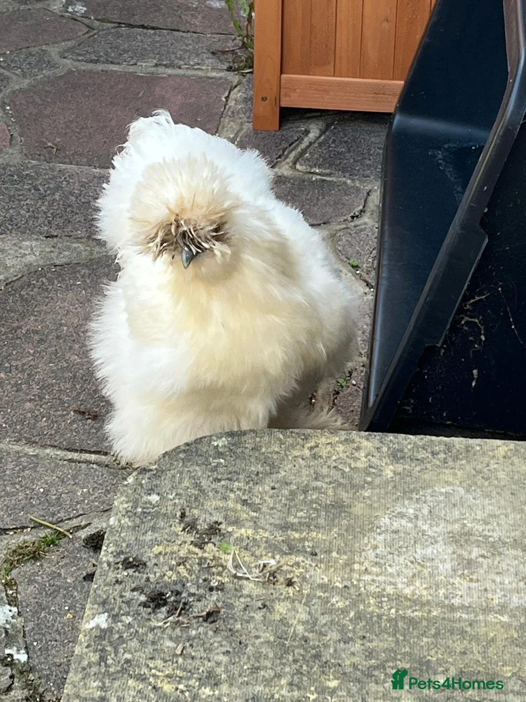 Chickens poultry for sale: Silkie x Silkie Male Chicken for Re-homing in Pevensey - Advert 8
