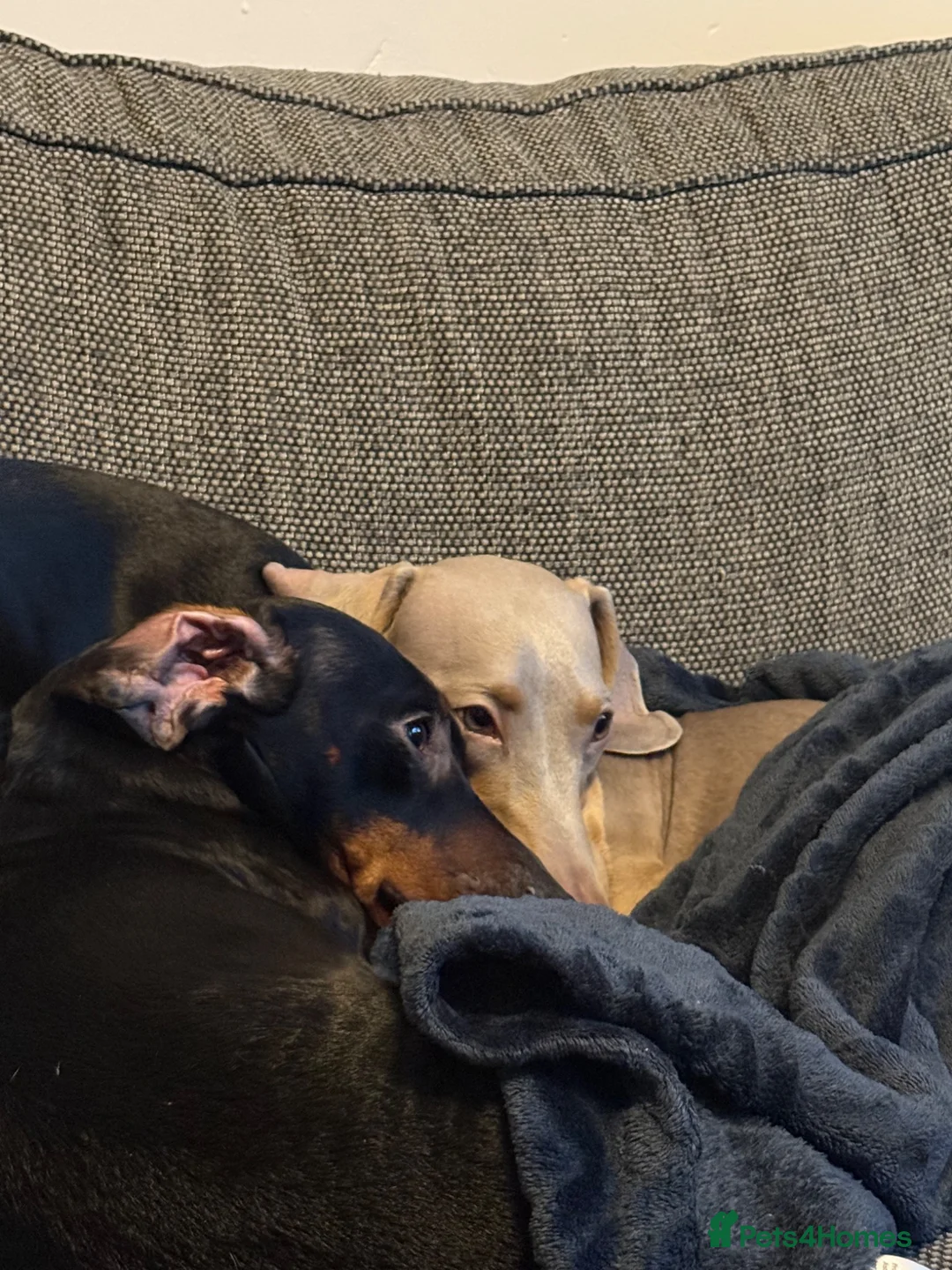 Miniature Dachshund dogs for stud: Miniature dachshund for stud - Isabella & Tan - Advert 2