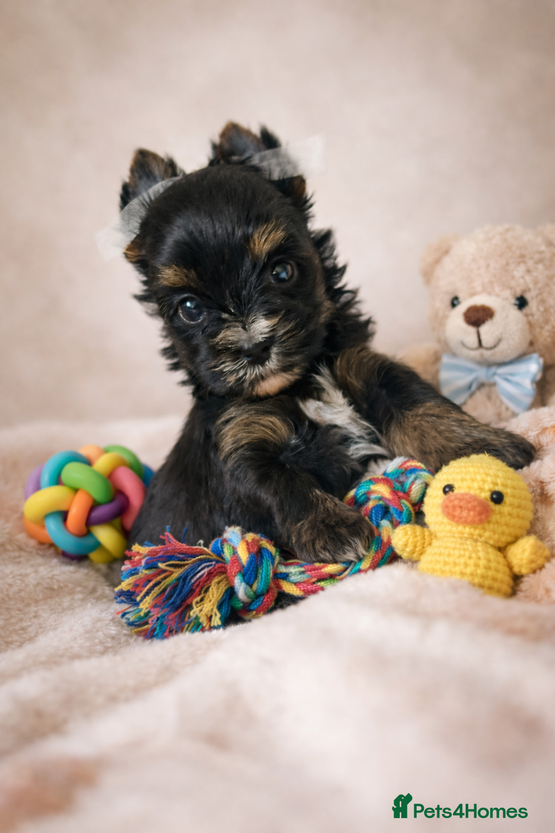 Yorkshire Terrier dogs for sale: Yorkshire Terrier  - Advert 7