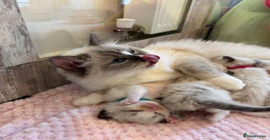 Ragdoll cats - Advert 3