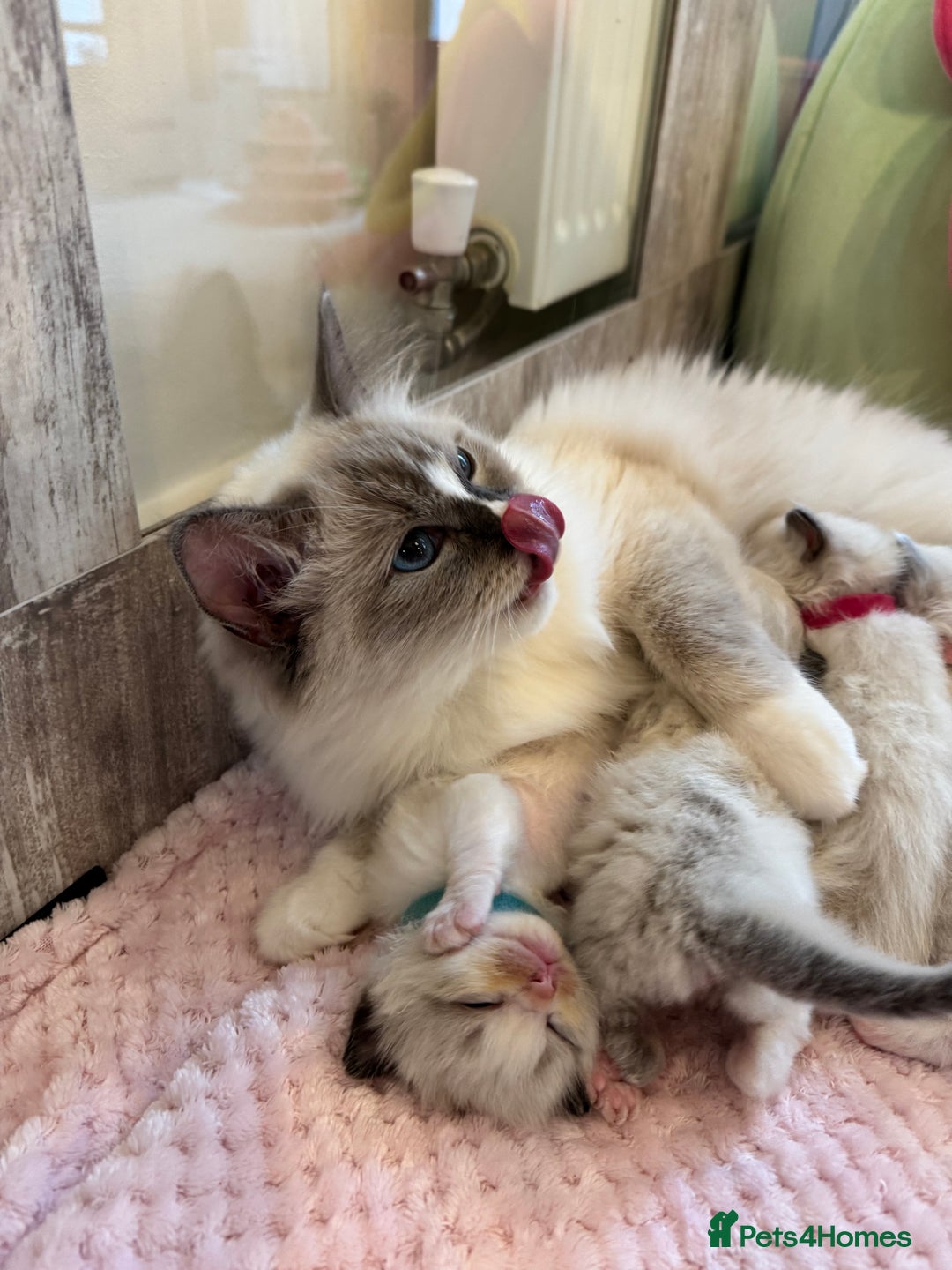 Ragdoll cats for sale: Beautiful Ragdoll Kittens  - Image 4