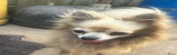 Chihuahua dogs for sale: Male creme longfur chihuahua and jackrusselterrier - Advert 13