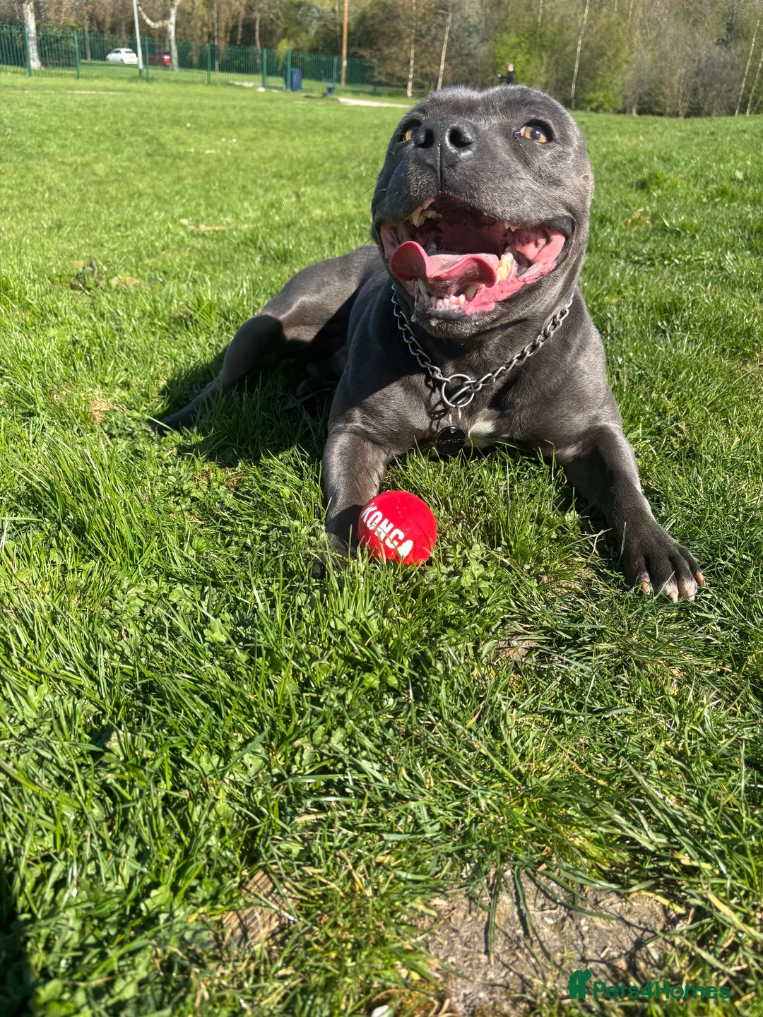 Staffordshire Bull Terrier dogs for stud: Proven For Stud KC Blue Staffordshire Bull Terrier - Advert 2