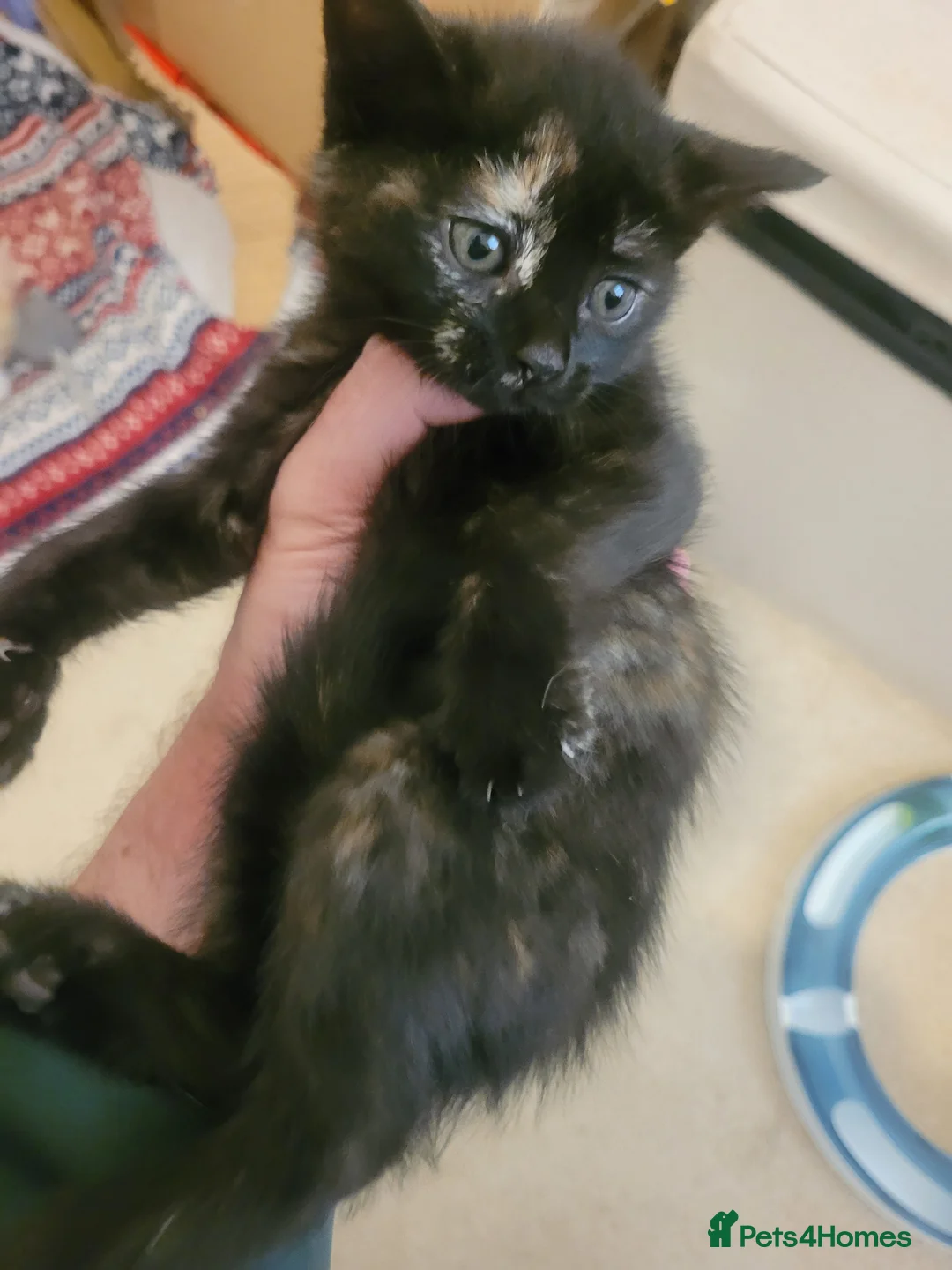 Mixed Breed cats for sale: 4 cute, playful kittens for sale - Advert 9