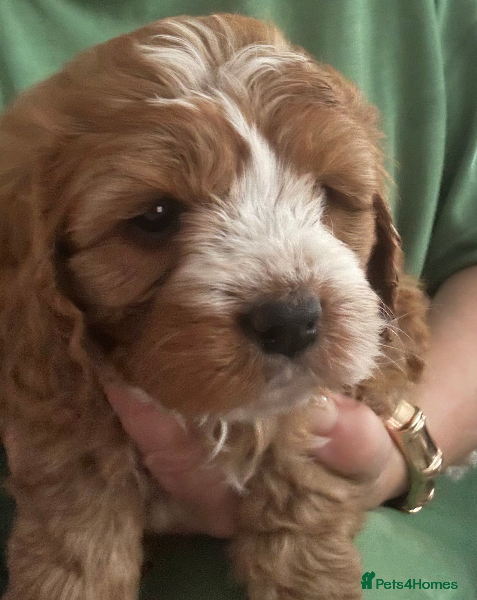 Cavapoo dogs 🐶🐩STUNNING HEALTH CLEAR CAVAPOO PUPPIES🐩🐶  - Advert 6
