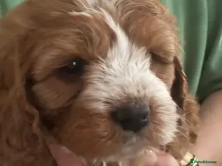 Cavapoo dogs 🐶🐩STUNNING HEALTH CLEAR CAVAPOO PUPPIES🐩🐶 - Advert 6