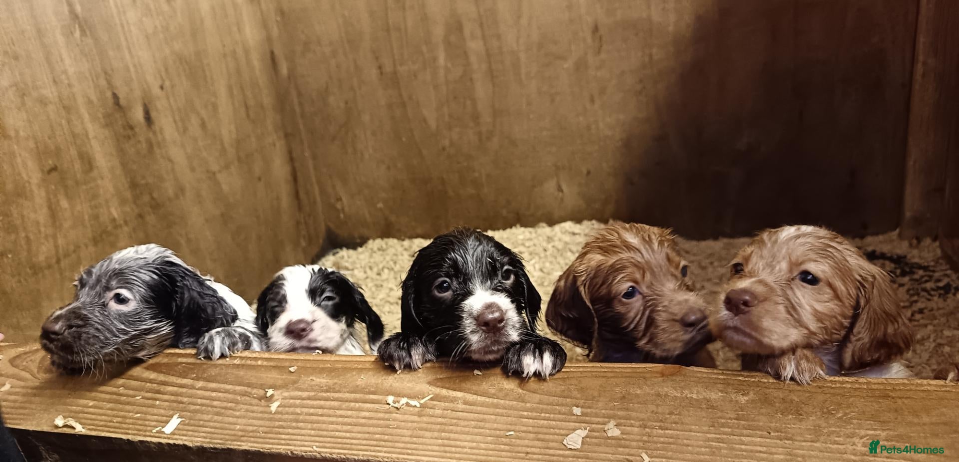 Cocker Spaniel dogs KC REGISTERED COCKERS - Advert 16