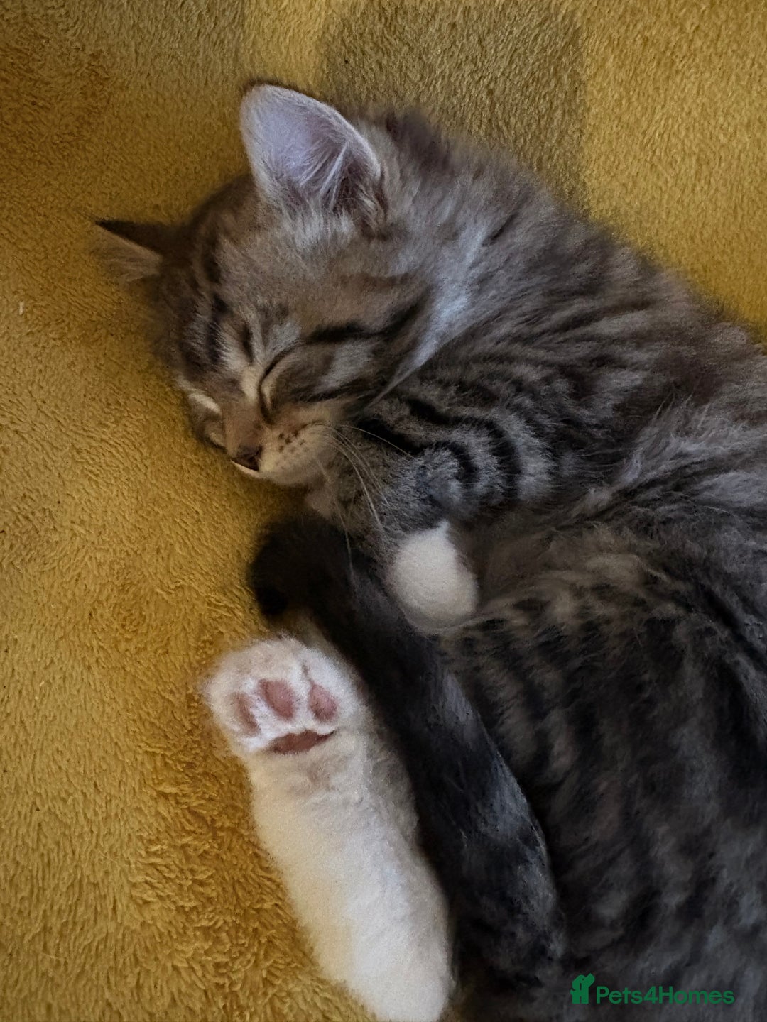 Mixed Breed cats for sale: Looking for a forever home  - Advert 11