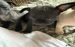 Frug dogs for sale: Pug cross frenchie - Image 5