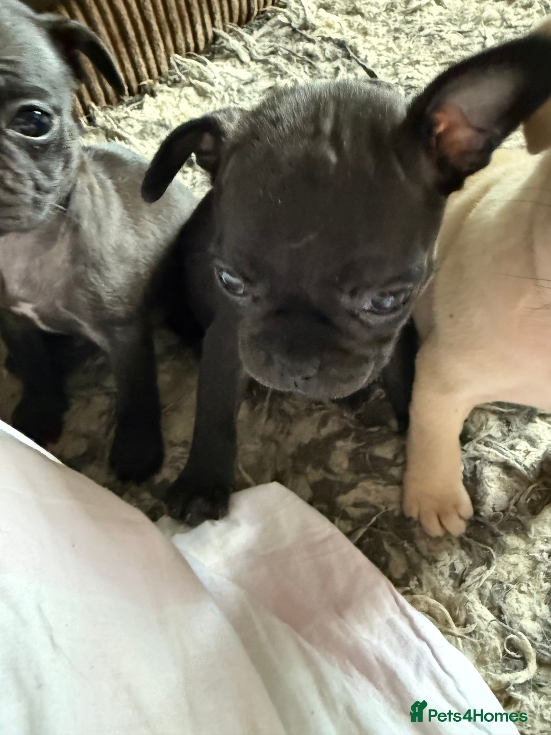 Frug dogs for sale: Pug cross frenchie - Image 5