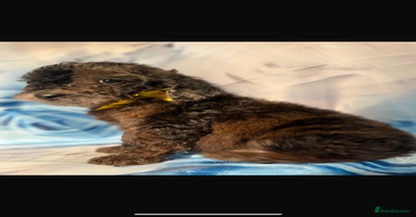 Miniature Poodle dogs - Advert 4