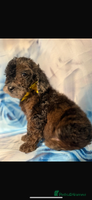 Miniature Poodle dogs - Advert 4