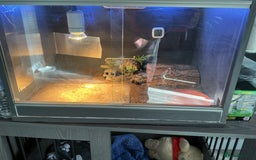 Tortoise reptiles for sale: 2 x horsfield female tortoises 1 x Herman  - Image 4