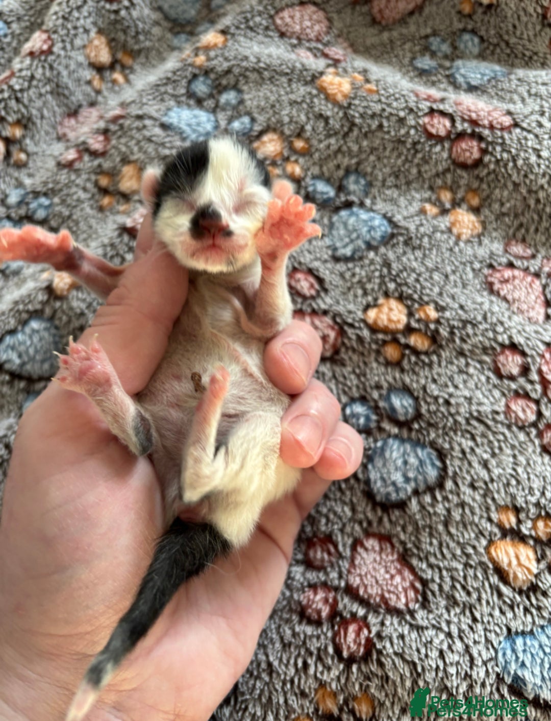 Mixed Breed cats for sale: Beautiful kittens for sale 🥰 - Advert 21