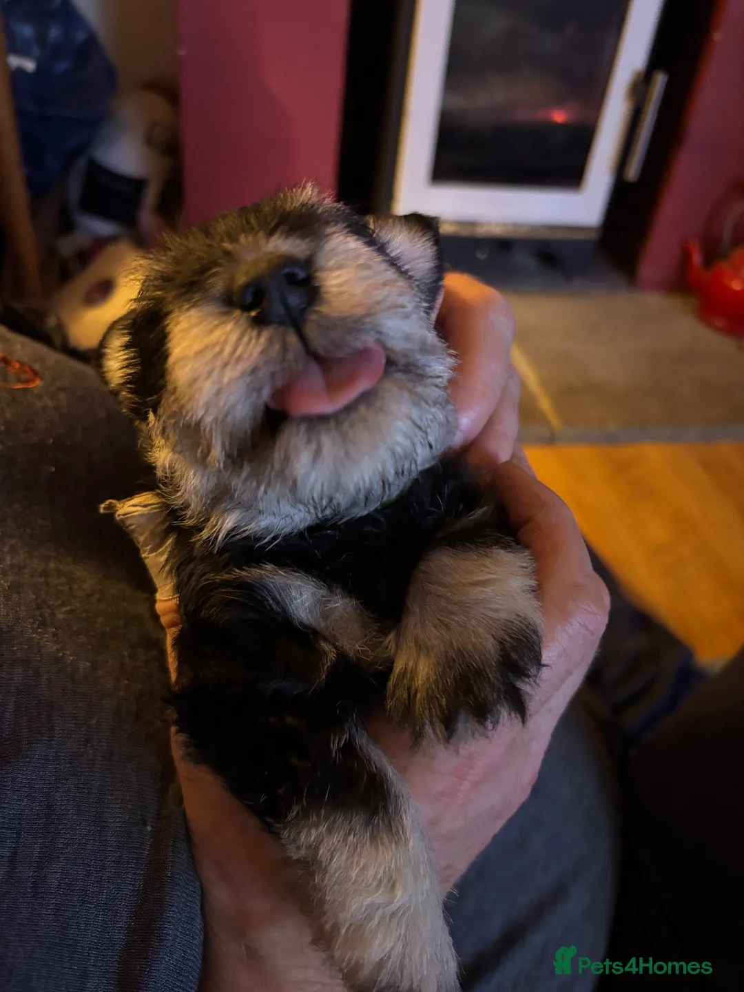 Miniature Schnauzer dogs for sale: Stunning Puppies - Advert 6