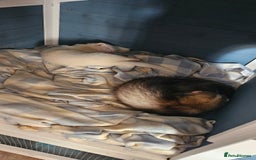Ferret rodents for sale: 2 young hobs for sale - Image 5