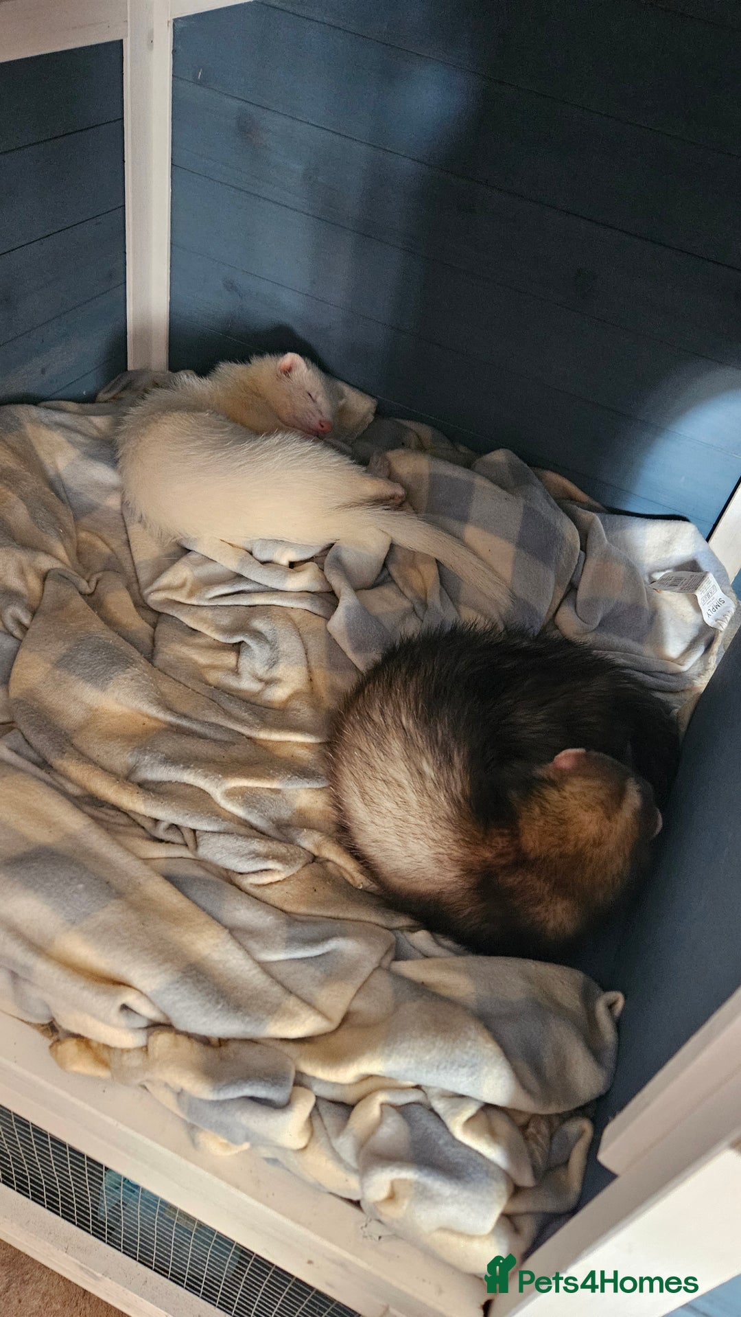 Ferret rodents for sale: 2 young hobs for sale - Image 5