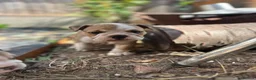 English Bulldog dogs for stud: BRONSON stunning English bulldog  - Advert 12